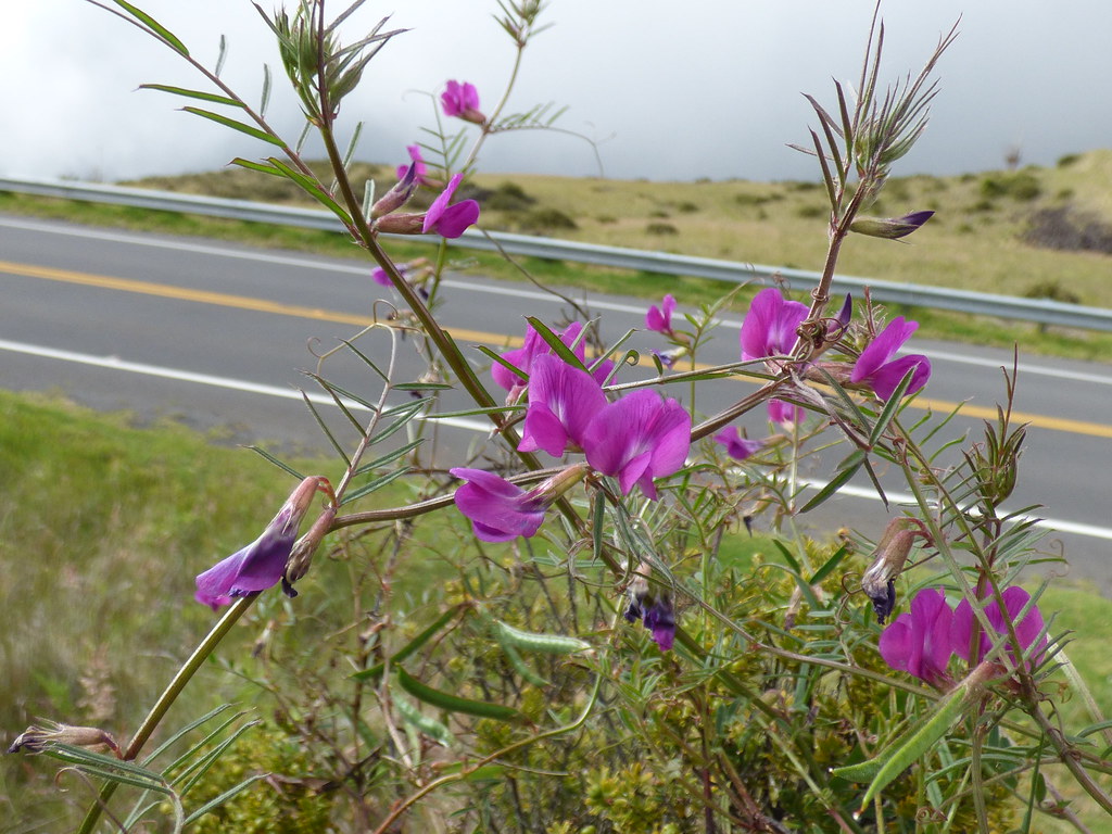 starr-150515-0661-Vicia_sativa_subsp_nigra-flowers-Crater_Rd-Maui