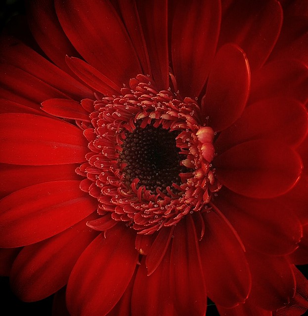 Flower Red !