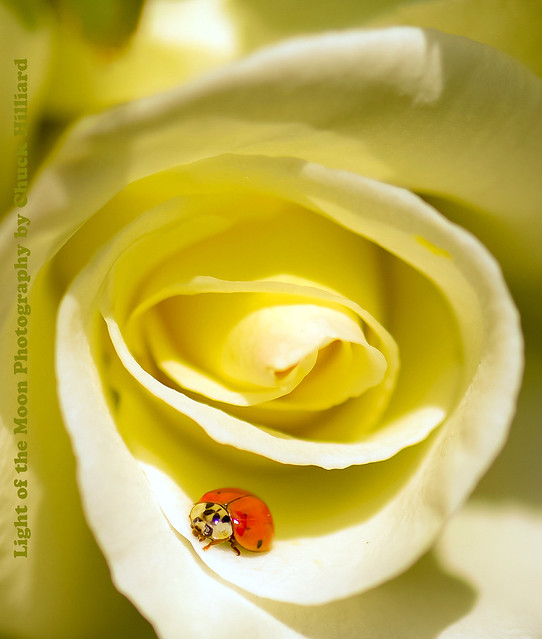 lady bug rose-7736