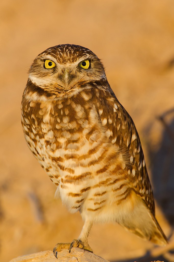 Athene cunicularia | Burrowing Owl | prärieuggla