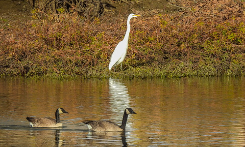 california park ca lake bird water geese afternoon outdoor losgatos greategret ardeaalba vasonalakecountypark
