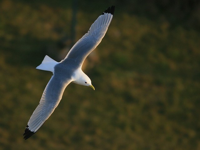 Rissa tridactyla | Black-legged Kittiwake | tretåig mås