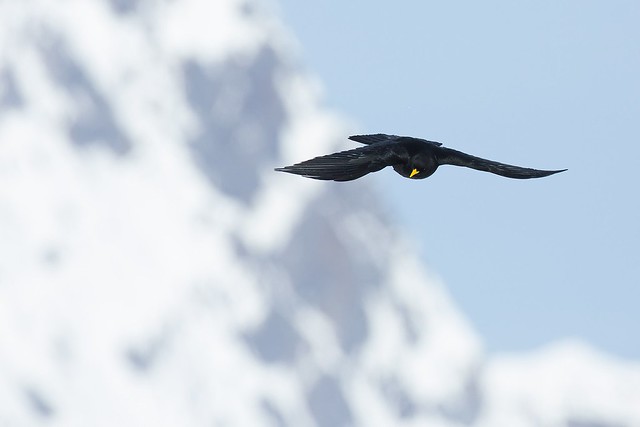 Pyrrhocorax graculus | Alpine Chough | alpkaja