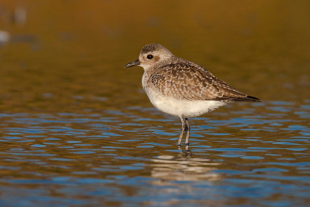 Pluvialis squatarola | Grey Plover | kustpipare