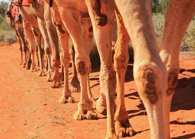 12 camel legs Uluru Photography 005