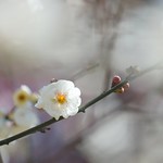 ウメ/Prunus mume