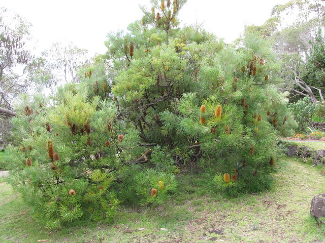 starr-110307-2476-Banksia_spinulosa_var_collina-flowering_habit-Kula_Botanical_Garden-Maui