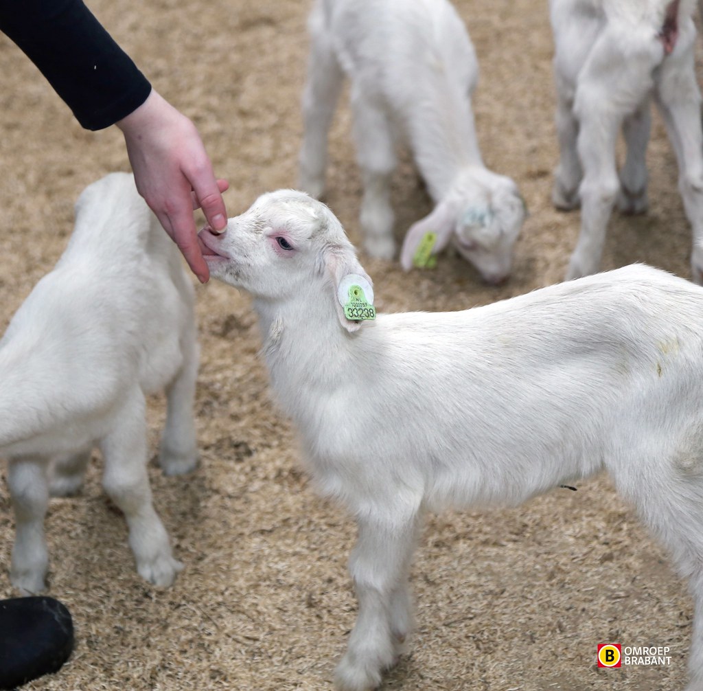 Afdeling Ontslag Langwerpig Lammetjes en geitjes kijken bij 't Geitenboerke in Oerle | Flickr