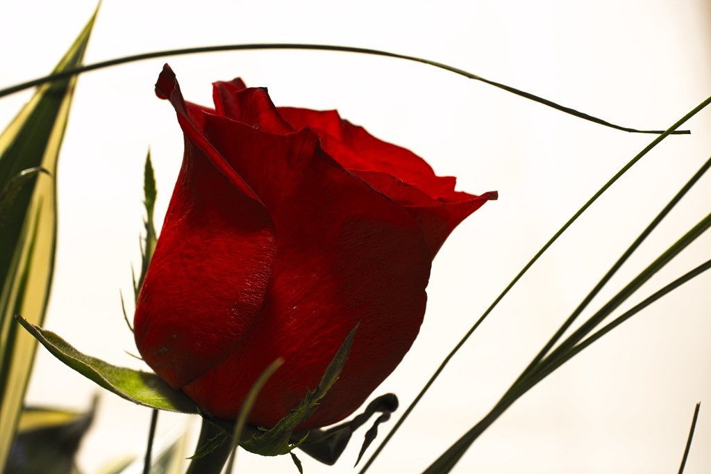 Red rose closeup (Birthday Flower )