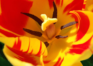 Yellow and red flame tulip