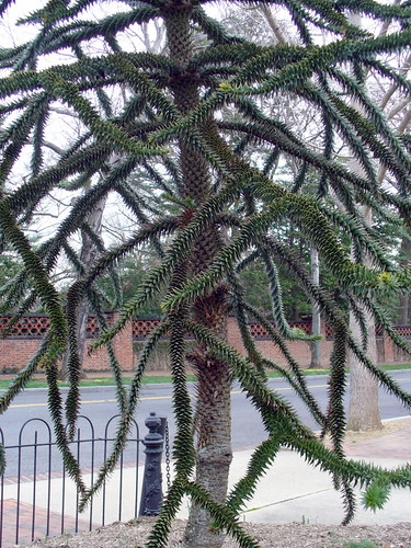 georgetown | by phoebe reid