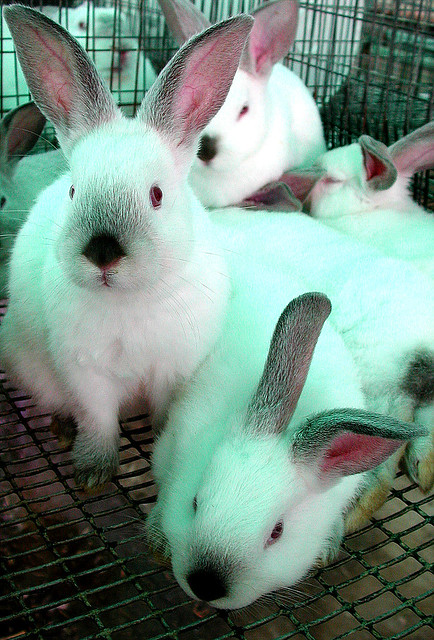 Californian bunnies