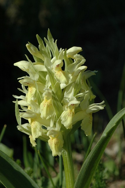 d0601028 | Holunderknabenkraut (Dactylorhiza sambucina). Vercors, 03.06.2006