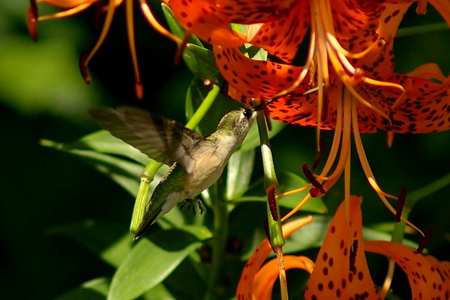 Hummingbird freeze-frame