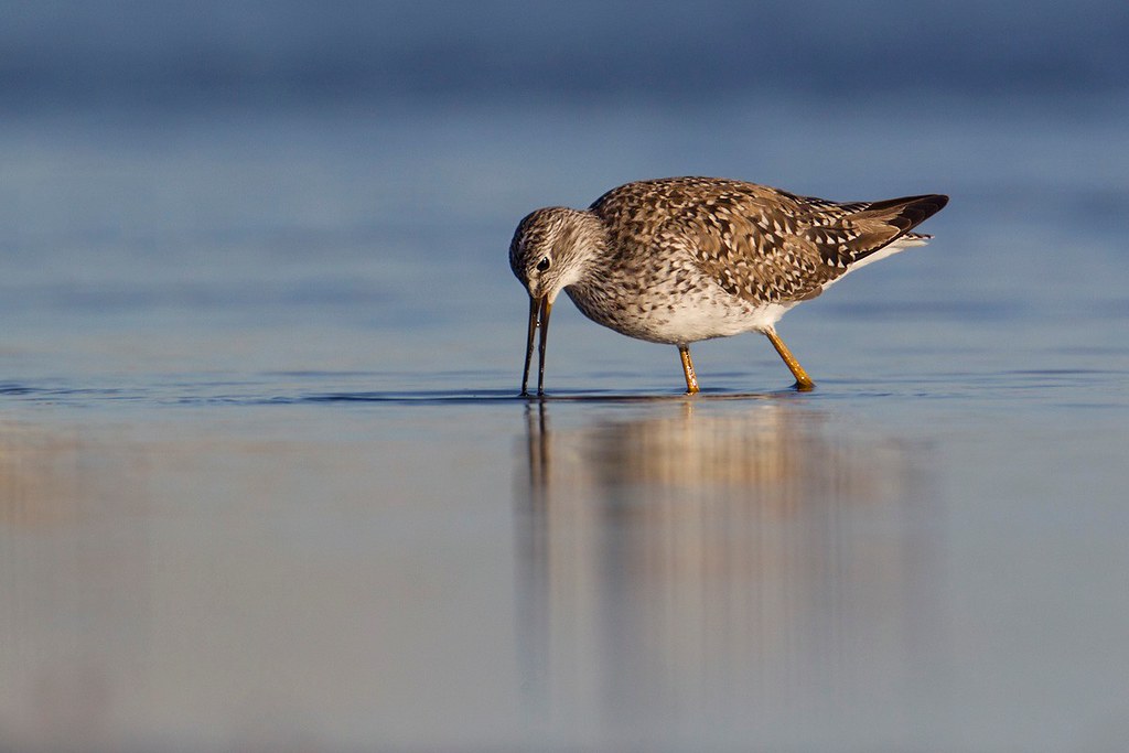 Tringa flavipes | Lesser Yellowlegs | mindre gulbena