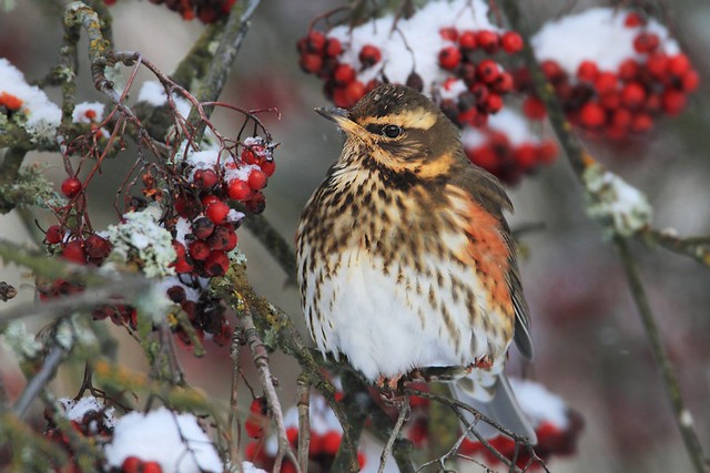 Turdus iliacus | Redwing | rödvingetrast