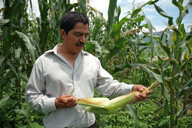Mexican scientist examines an maize
