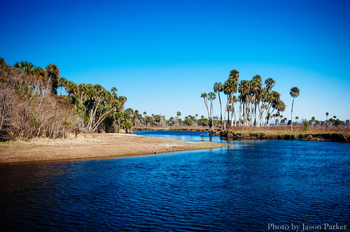 wild sky nature water sunshine river landscape florida outdoor sunny bluesky palmtree naturalbeauty polarizer econ centralflorida econlockhatchee rvier vsco ecoriver vscofilm