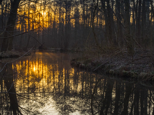 berlin water sunrise reflections deutschland dawn wasser forrest marsh sonnenaufgang reflexionen sumpf steppenwolf33