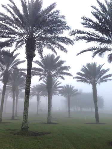 morning fog outdoors florida group foggy palm fl iphone orland