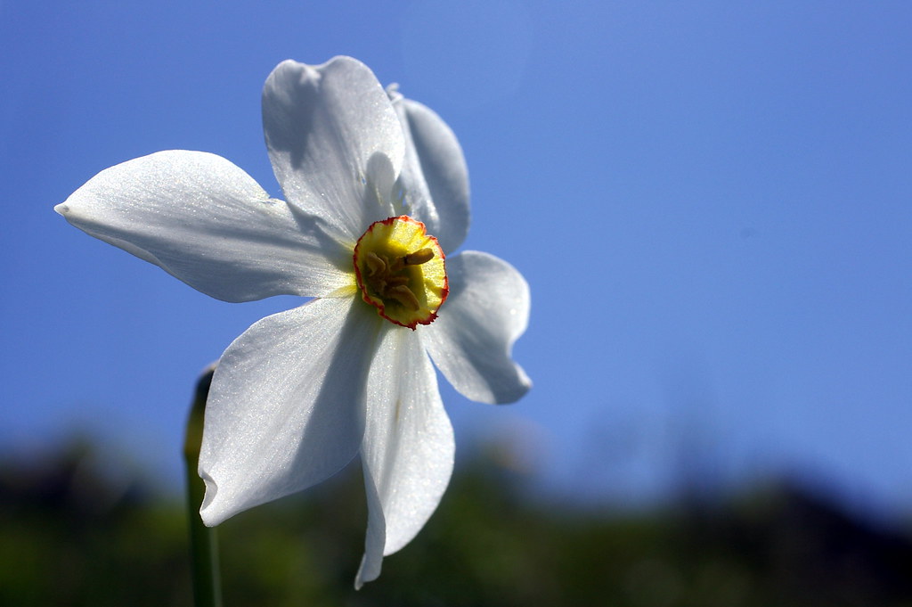Amaryllidacees. Narcisse des poetes. Narcissus poeticus | Flickr