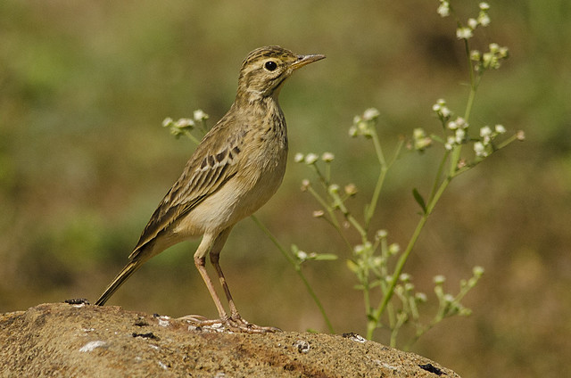 Paddyfield Pipit