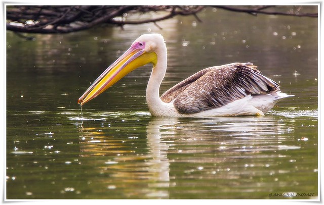 pelican-with-food