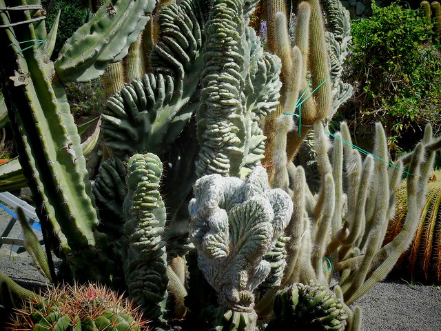 Giardini Ravino/Cactus,Aloe,giant Saguari,Agave and Opunzie