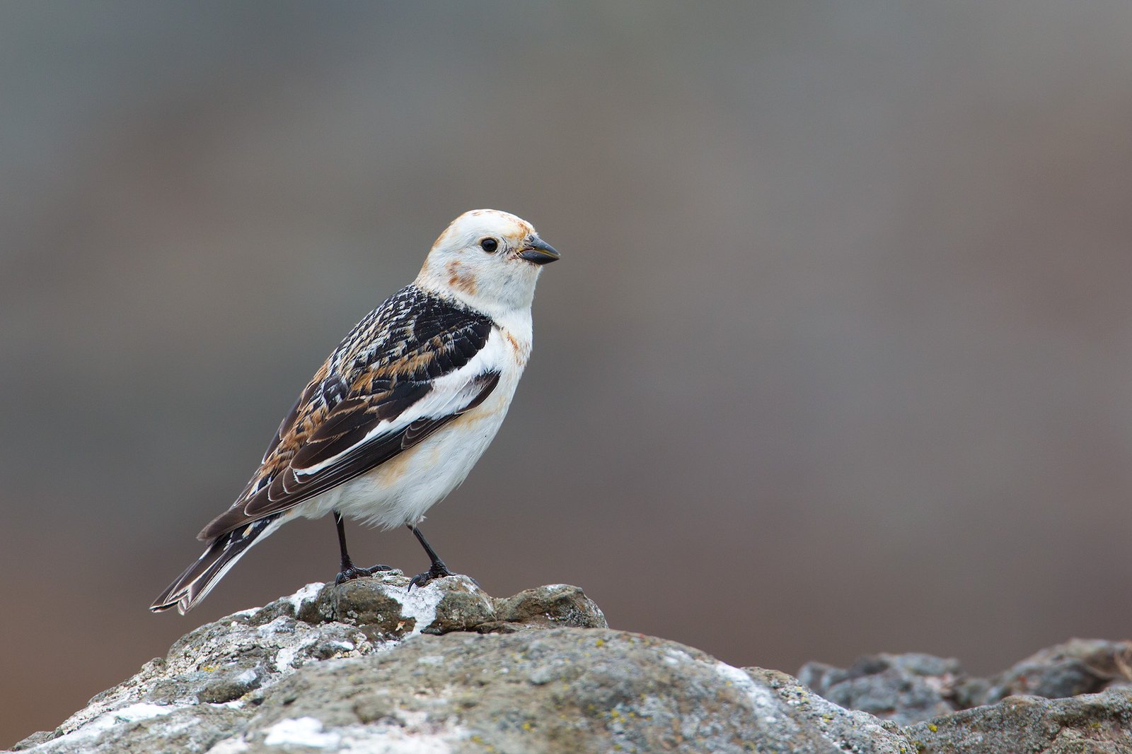 Plectrophenax nivalis | Snow Bunting | snösparv