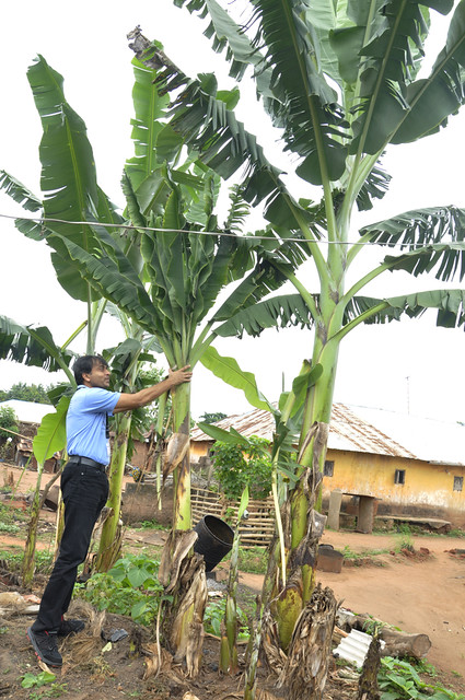 Banana plant infected by BBTD