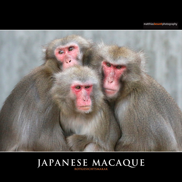 JAPANESE MACAQUE