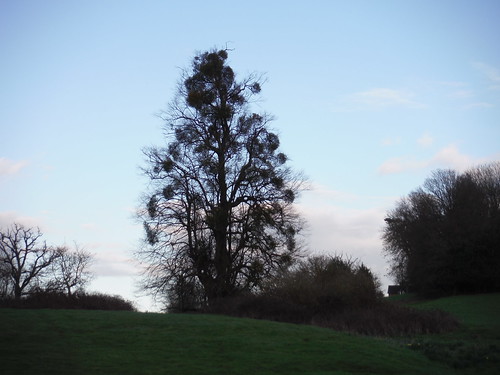 Tree in Midgham Park SWC Walk 117 Aldermaston to Woolhampton (via Stanford Dingley)