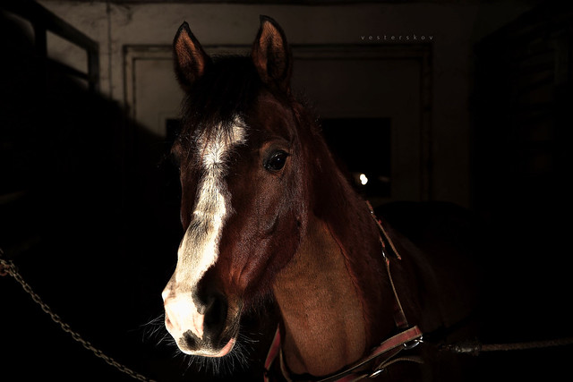 Todays test subject - My Horse - Karith