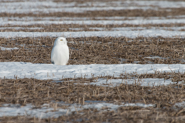 Pure White Male Snowy Owl