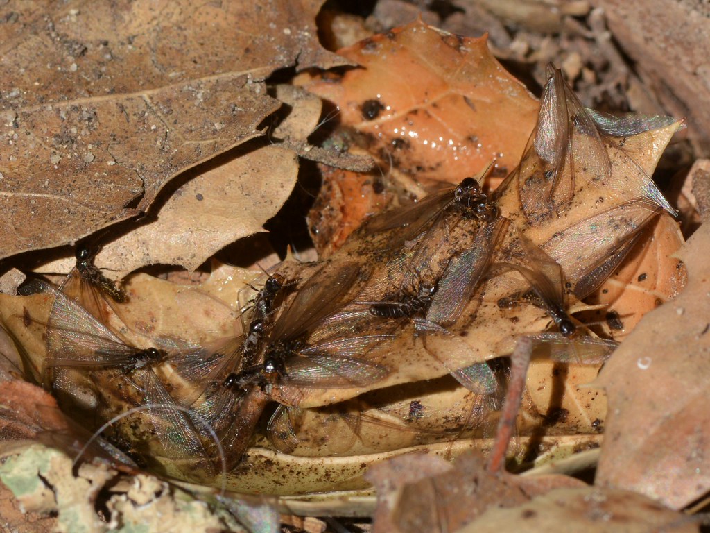 Winged (alate) Termites (Isoptera) - maybe Subterranean Termites (Rhinotermitidae)?