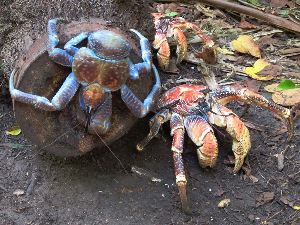 Coconut Crab In Water : Christmas Island tourist Mark Pierrot pictured ...