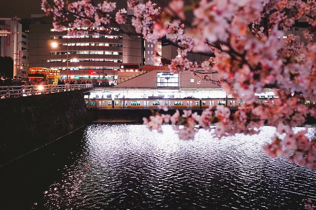 櫻之電車 桜の電車 Cherry Blossoms & Train