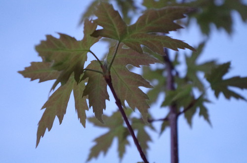 Maple | by gabirov