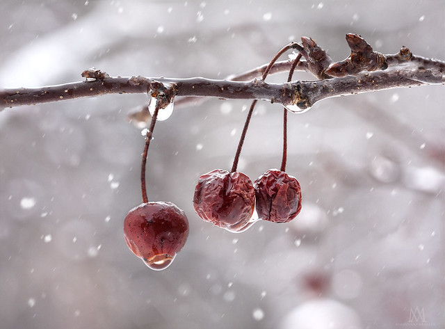 crabapples on a snowy day