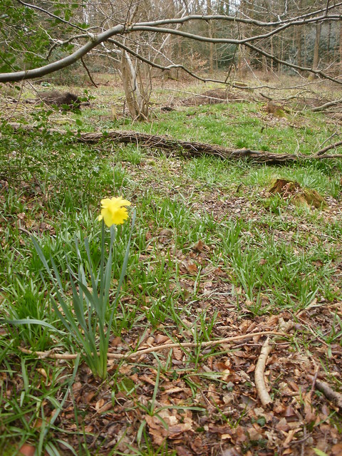Daffodil in the wood OLYMPUS DIGITAL CAMERA 