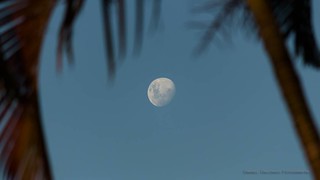 Mesma foto, novo ângulo #53 #canont5i #palmeira #projeto365 #dslr #lua