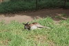 Adelaide Zoo_8.JPG