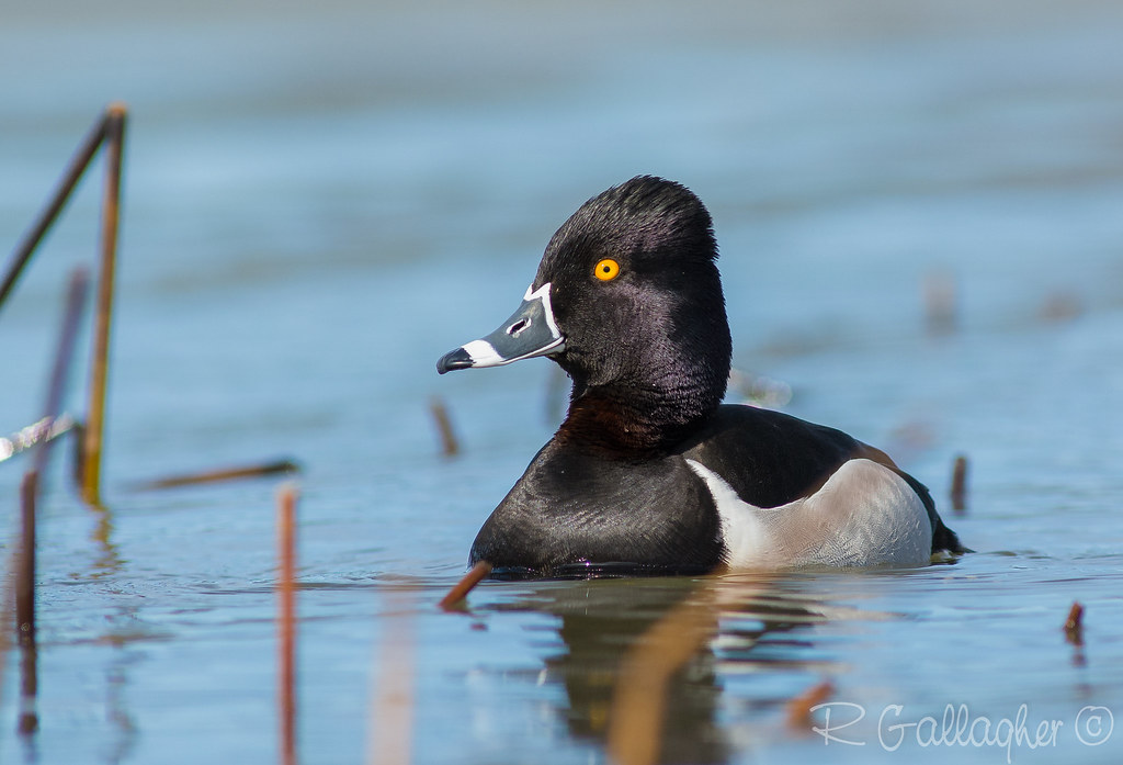 Species of Black and White Ducks:   The Ring-necked Duck Species