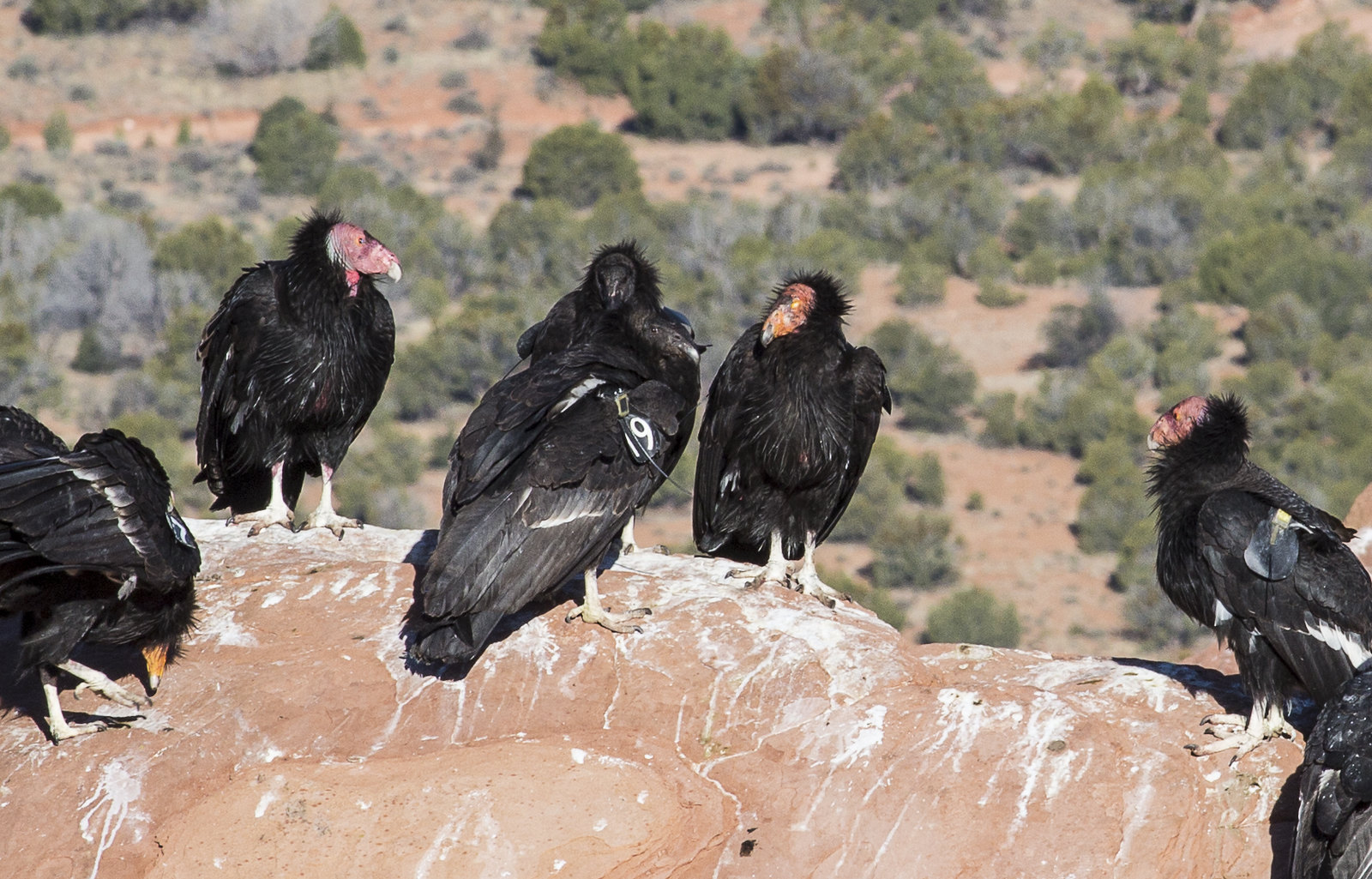 A few condors at Vermilion Cliffs National Monument