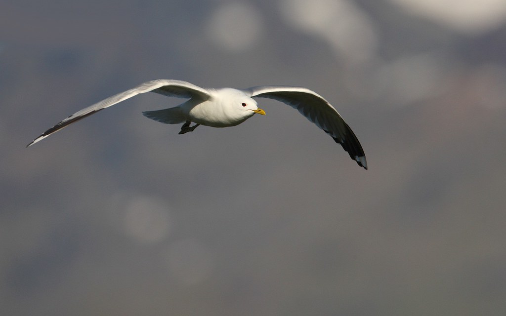 Larus canus | Common Gull | fiskmås