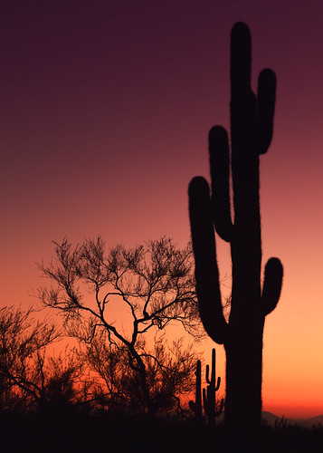 statepark sunset arizona cactus sky nature phoenix cacti landscape glow desert dusk dry sillouette tall arid apachetrail lostdutchman