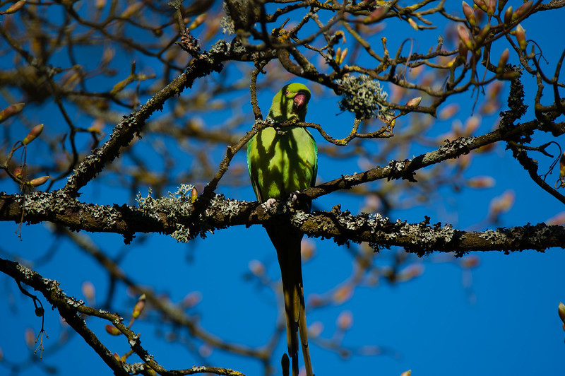Parakeet nibbling sycamore buds