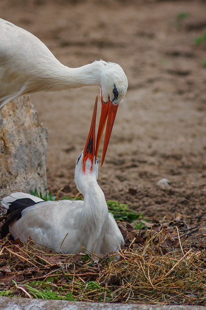 Nesting Stork