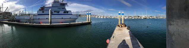 Ventura Harbor Sealion Panorama