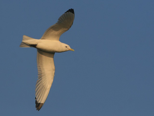 Rissa tridactyla | Black-legged Kittiwake | tretåig mås